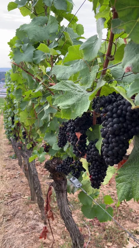 Selective focus ripe dark grapes hanging from vines in vineyard rows Stock Footage 345149694