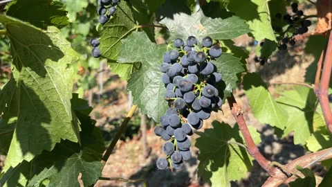 Selective focus ripe grape bunches growing on vineyard vines Stock Footage 344879855