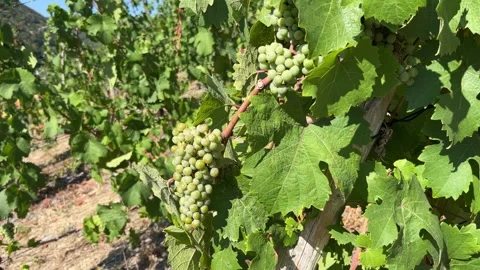 Selective focus ripe grapes growing in vineyards of the Rhine Valley Stock Footage 344954381
