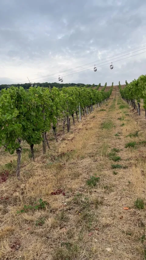 Selective focus ripe green grapes hanging from vines in vineyard rows Stock Footage 345151261