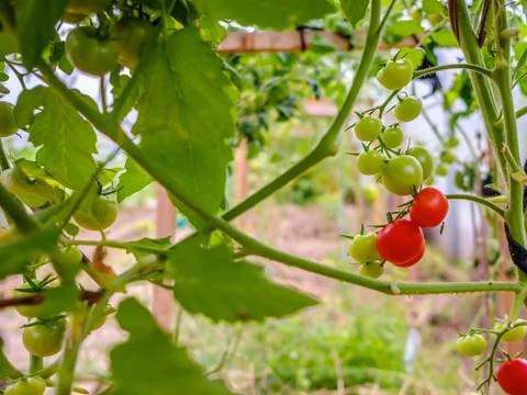 Selective focus on ripe red tomatoes on the branches in the greenhouse. Stock Photos
