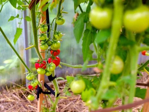 Selective focus on ripe red tomatoes on the branches in the greenhouse. Stock Photos