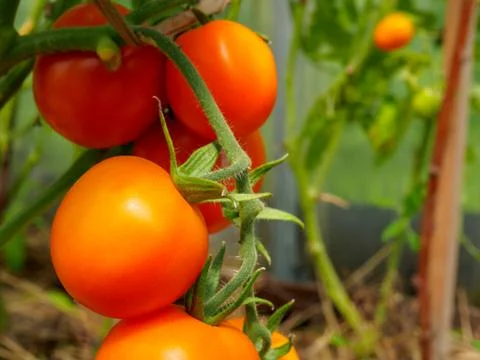 Selective focus on ripe red tomatoes on the branches in the greenhouse. Stock Photos