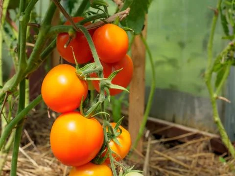 Selective focus on ripe red tomatoes on the branches in the greenhouse. Stock Photos