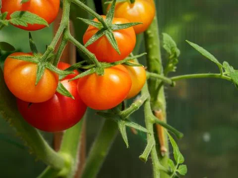 Selective focus on ripe red tomatoes on the branches in the greenhouse. Stock Photos