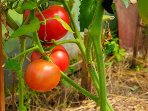 Selective focus on ripe red tomatoes on the branches in the greenhouse. Stock Photos