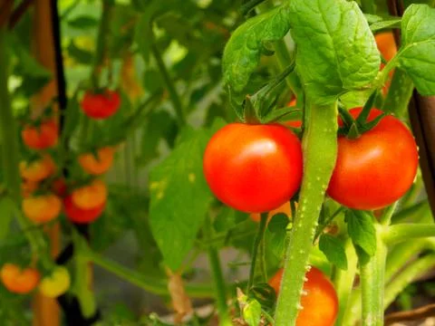 Selective focus on ripe red tomatoes on the branches in the greenhouse. Stock Photos