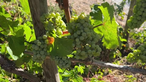 Selective focus ripening grape clusters in vineyard Stock Footage 344879602