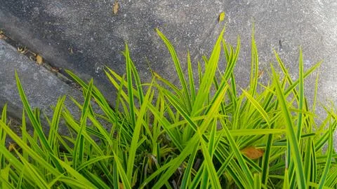 Selective focus of rock and leaf garden. Stock Photos