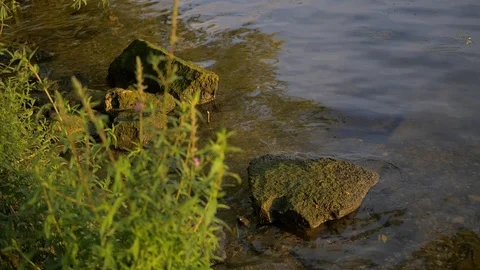Selective focus on rocks in the river with plants blowing in the wind Stock Footage 93749174