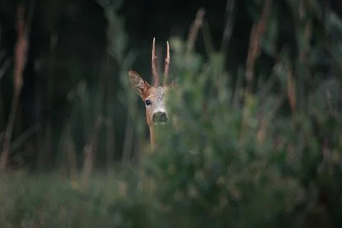 Selective focus of a Roe deer peering out from a blurred green bushes in the par 스톡 사진