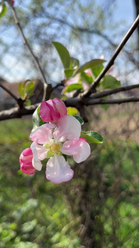 Selective focus romantic pink apple blossom scene in spring garden Stockbeeldmateriaal 334328453