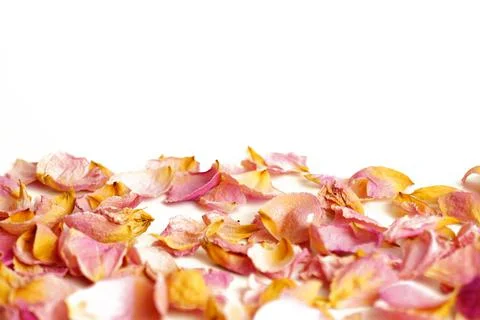 Selective focus. Rose petals on white background. Selective focus. Space for Stock Photos