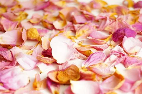 Selective focus. Rose petals on white background. Stock Photos