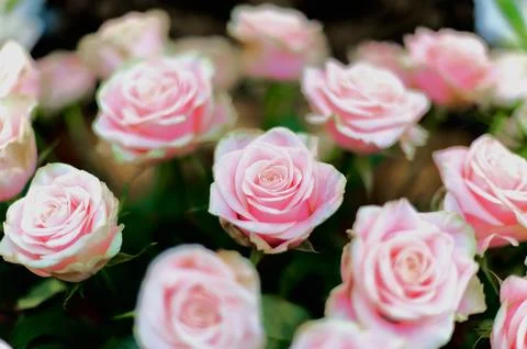 Selective focus rose surrounded by other roses Stock Photos