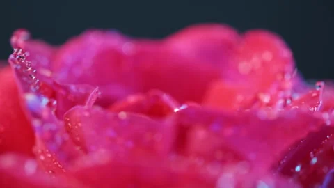 Selective focus of rotating rosebud with water droplets Stock Footage 284617873