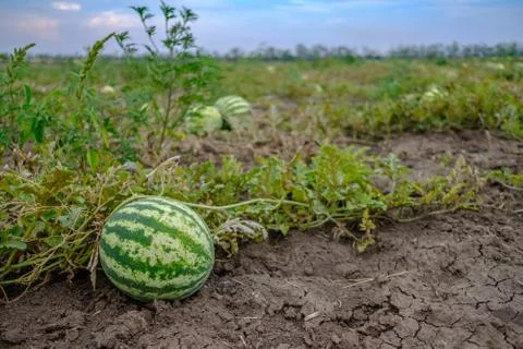 Selective focus on round striped green watermelon on the field. Copy space. Stock Photos