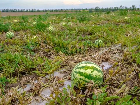 Selective focus on round striped green watermelon on the field. Copy space. Stock Photos