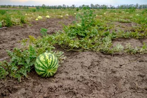 Selective focus on round striped green watermelon on the field. Copy space. Stock Photos