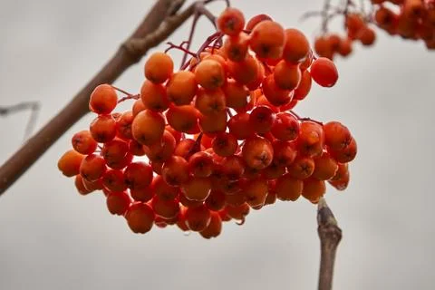 Selective focus on rowan bunch with raindrops. Close up. Fotos de archivo