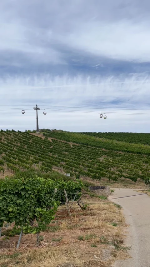 Selective focus rows of grapevines in Rudesheim countryside Stock Footage 346068684