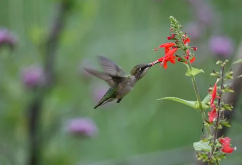Selective focus of a ruby-throated hummingbird near Tithonia, blurred background Stock Photos