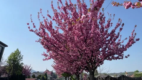 Selective focus sakura alley with soft light Stock Footage 334329493