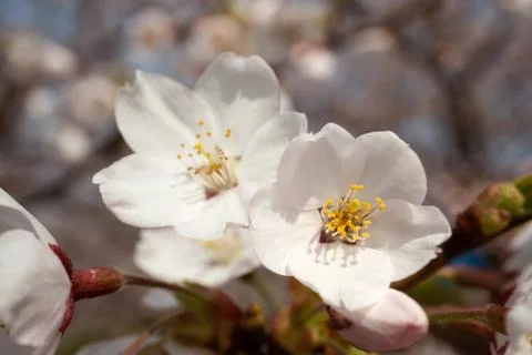 Selective focus of sakura blossom. Trees coming into flower in spring. Macro. Stock Photos