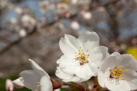 Selective focus of sakura blossom. Trees coming into flower in spring. Macro. Stock Photos