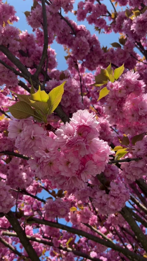 Selective focus sakura tree in sunny spring garden Stock Footage 334329210