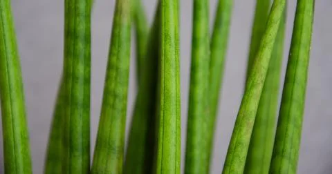 Selective focus Sansevieria stems on gray background. Houseplants concept. Stock Photos