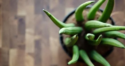 Selective focus Sansevieria stems in pot on table with copy space. Top view. Stock Photos