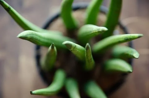 Selective focus Sansevieria stems in pot on table. Houseplants concept. Foto stock