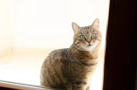 Selective focus scared face of striped brown cat that sits behind closed door. Stock Photos