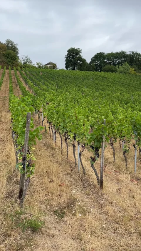 Selective focus scenic grapevine hills overlooking the rhine near rdesheim Stock Footage 345150946