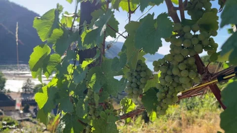 Selective focus on scenic rhine valley vineyards approaching grape harvest Stock Footage 344801970