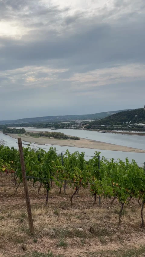 Selective focus scenic vineyard terraces on the hills of rdesheim Stock-Footage 345148405
