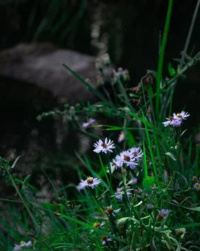 Selective focus Sea aster or Tripolium pannonicum, beautiful little wild flow Stock Photos