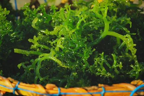 Selective focus on seaweed Stock Photos