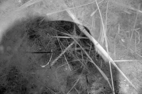 Selective focus on a section of a water scorpion insect just below the water Stock Photos