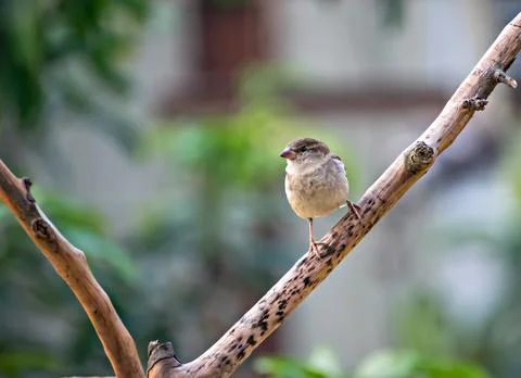 Selective focus, shallow depth of field, Isolated image of a female sparrow o Foto stock