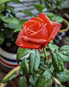 Selective focus, shallow depth of field, close up image of orange rose flower Stock Photos