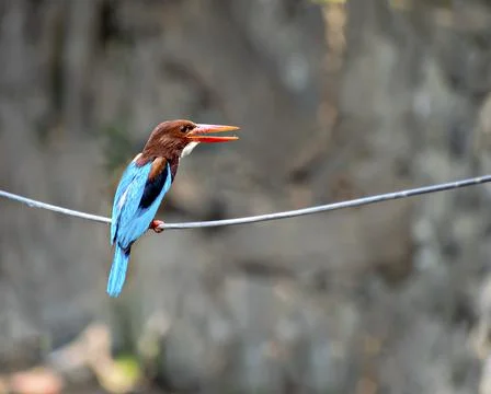 Selective focus, shallow depth of field, brightly blue colored Indian Kingfis Stock Photos