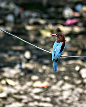 Selective focus, shallow depth of field, brightly blue colored Indian Kingfis Stock Photos