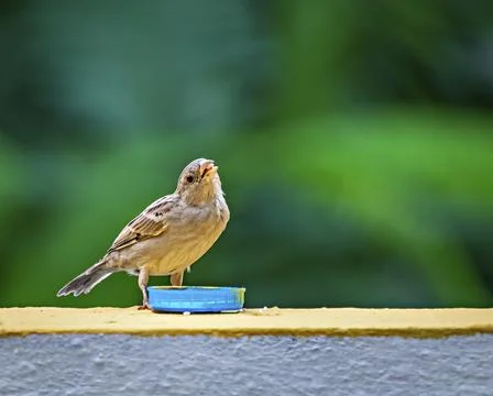 Selective focus, shallow depth of field , Isolated image of a female sparrow  Stock Photos