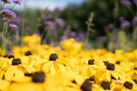 Selective focus, shallow depth of field in Rudbeckia fulgida yellow, orange Stock Photos