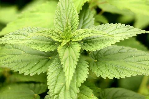 Selective focus with shallow depth o field of a fresh nettle. Stock Photos