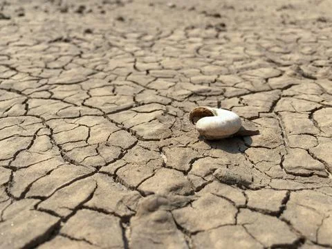 Selective focus on shell of dead snail on cracked surface of weathered mud .. Stock Photos