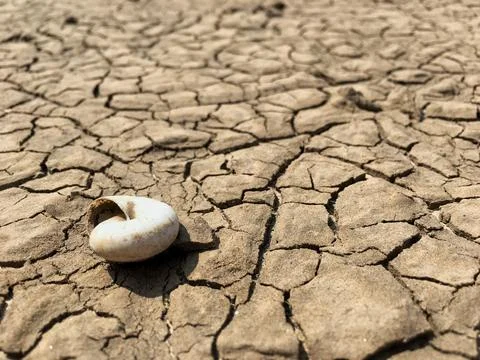 Selective focus on shell of dead snail on cracked surface of weathered mud .. Stock Photos