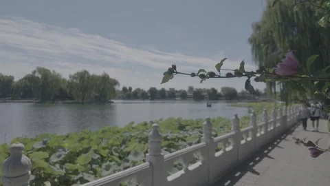 Selective Focus Shift from Flower Branch to Shichahai Lake Stock Footage 345470707